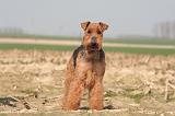 WELSH TERRIER 056